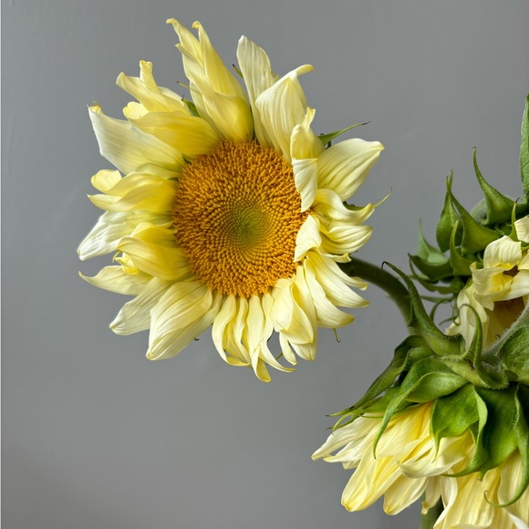 Meet your Posher, Serena - Picture 1 of 1